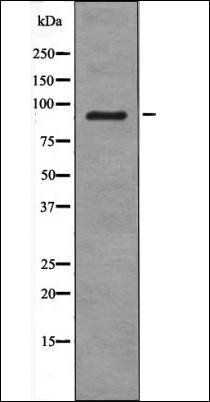 PDE4D (Phospho-Ser578) antibody