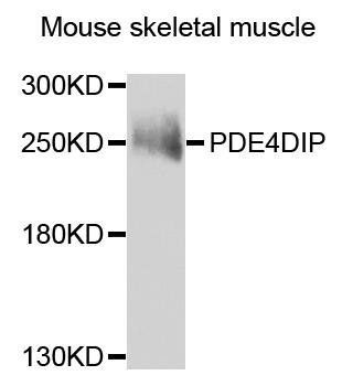 PDE4DIP antibody