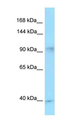 PDE5A antibody