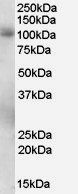 Goat anti-PDE5A Antibody