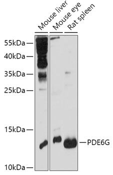 PDE6G antibody