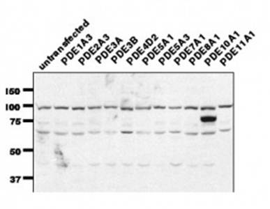 PDE7A antibody