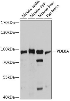 PDE8A antibody