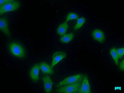 PDE8A antibody
