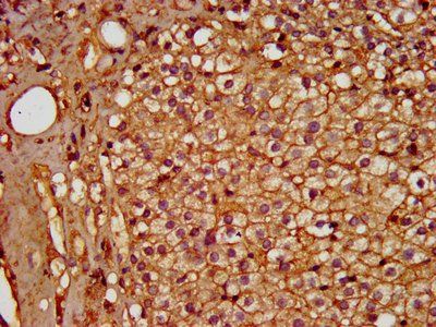 PDE9A Antibody