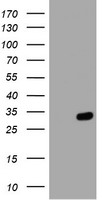 PDF antibody