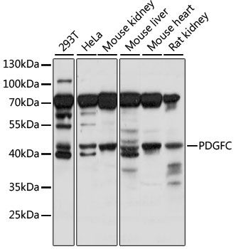 PDGFC antibody