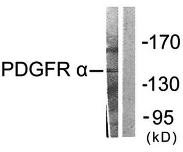 PDGFR alpha antibody