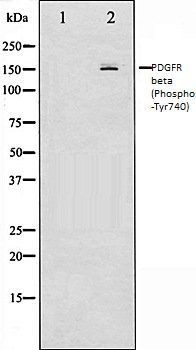 PDGFR beta (Phospho-Tyr740) antibody