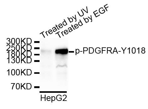 PDGFRA (phospho-Y1018) antibody