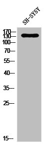 PDGFRA Antibody