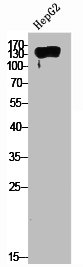PDGFRA Antibody