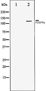 PDGFR alpha antibody