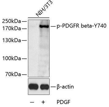 PDGFRb (Phospho-Y740) antibody