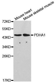 PDHA1 antibody