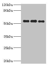 PDHX antibody