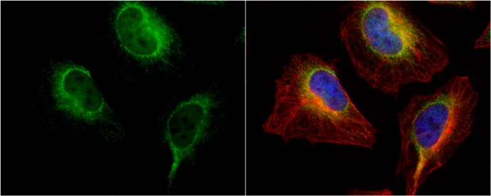 PDI antibody [N1N3]