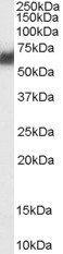 PDIA2 antibody