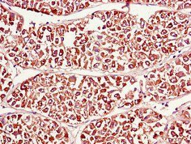 PDIA4 Antibody