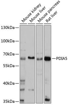 PDIA5 antibody