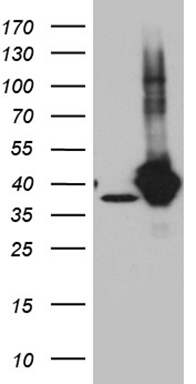 PDIK1L Antibody