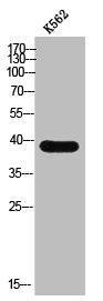 PDIK1L Antibody