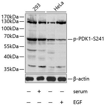 PDK1 (Phospho-S241) antibody