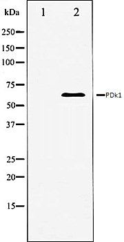 PDk1 antibody