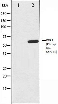 PDk1 (Phospho-Ser241) antibody