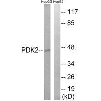 PDK2 Antibody