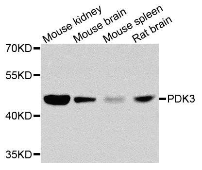 PDK3 antibody