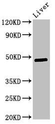 Pdk3 antibody