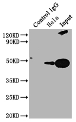 PD-L2 antibody