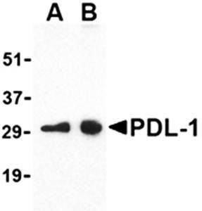 PDL Antibody