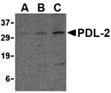 PDL-2 Antibody
