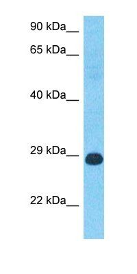 PDLI2 antibody