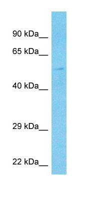 PDLI7 antibody