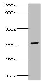 PDLIM1 Antibody