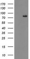 PDLIM2 Antibody