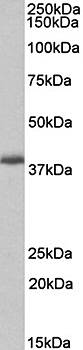 Goat anti-PDLIM2 Antibody
