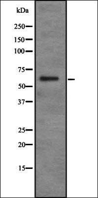 PDP2 antibody