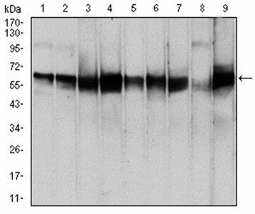 PDPK1 Antibody