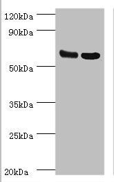 PDPK1 Antibody