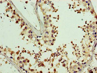 PDRG1 Antibody