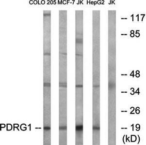 PDRG1 antibody