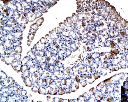 PDX1 Rabbit Polyclonal Antibody
