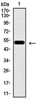 PDX1 Antibody