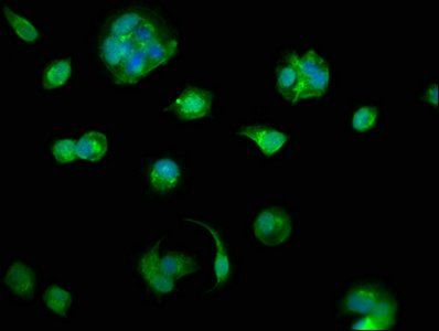 PDXDC1 Antibody