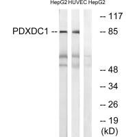 PDXDC1 Antibody
