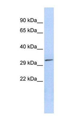 PDXP antibody